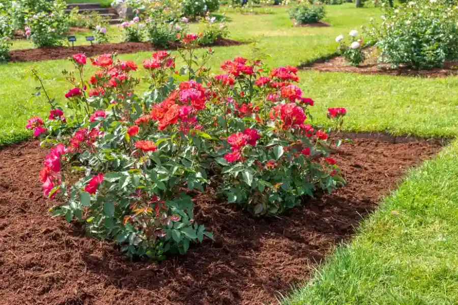 How Mulch Installation Protects Plant Health in Moncks Corner, SC How Mulch Installation Protects Plant Health in Moncks Corner, SC