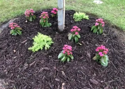 Professional Lawn Care Services