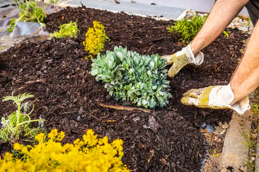 Reputable Mulch Installation Moncks Corner, SC Reputable Mulch Installation Moncks Corner, SC