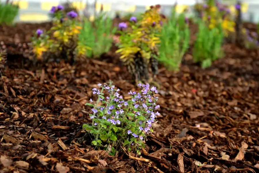 When To Schedule Mulch Installation For Gardens Moncks Corner, SC When To Schedule Mulch Installation For Gardens Moncks Corner, SC