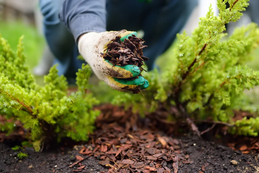 When To Schedule Mulch Installation For Gardens in Moncks Corner, SC When To Schedule Mulch Installation For Gardens in Moncks Corner, SC